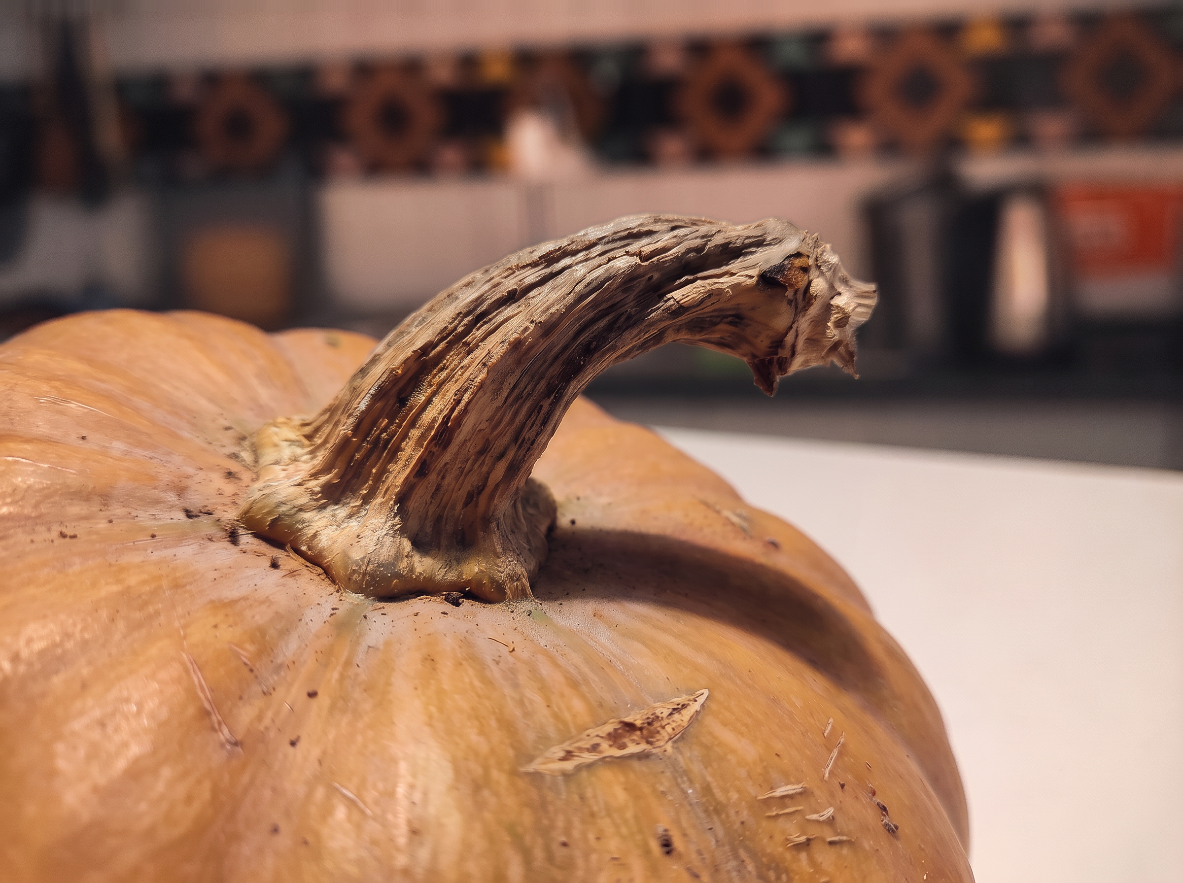 Il picciolo di una zucca in primo piano, nella luce calda