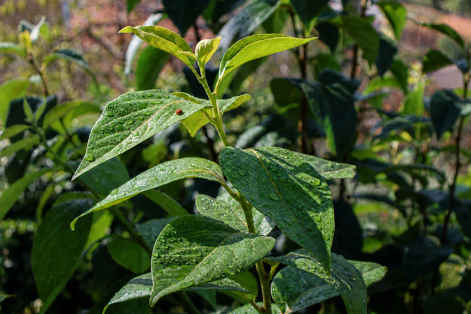 Foglie verdi ancora bagnate dalla pioggia illuminate dal sole, con una piccola coccinella