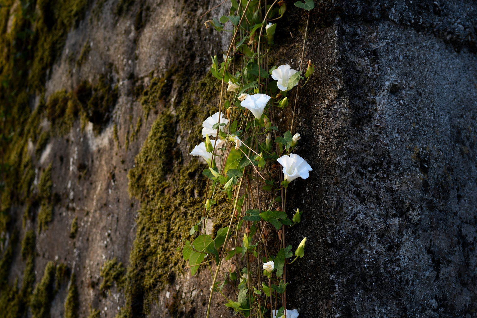 Fiori bianchi crescono in una fessura di un muro di pietra