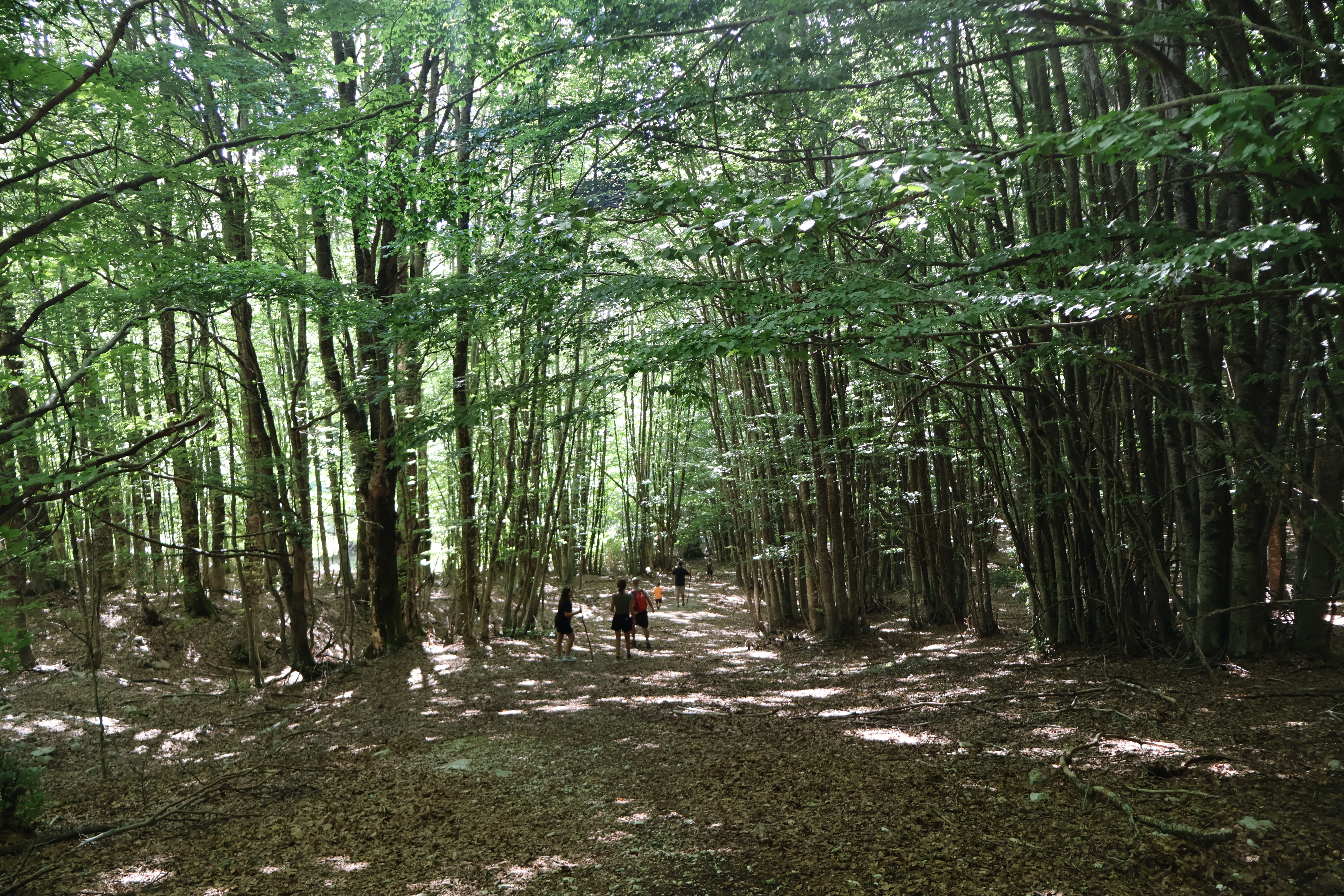 Un gruppo di persone cammina insieme lungo un sentiero nel bosco