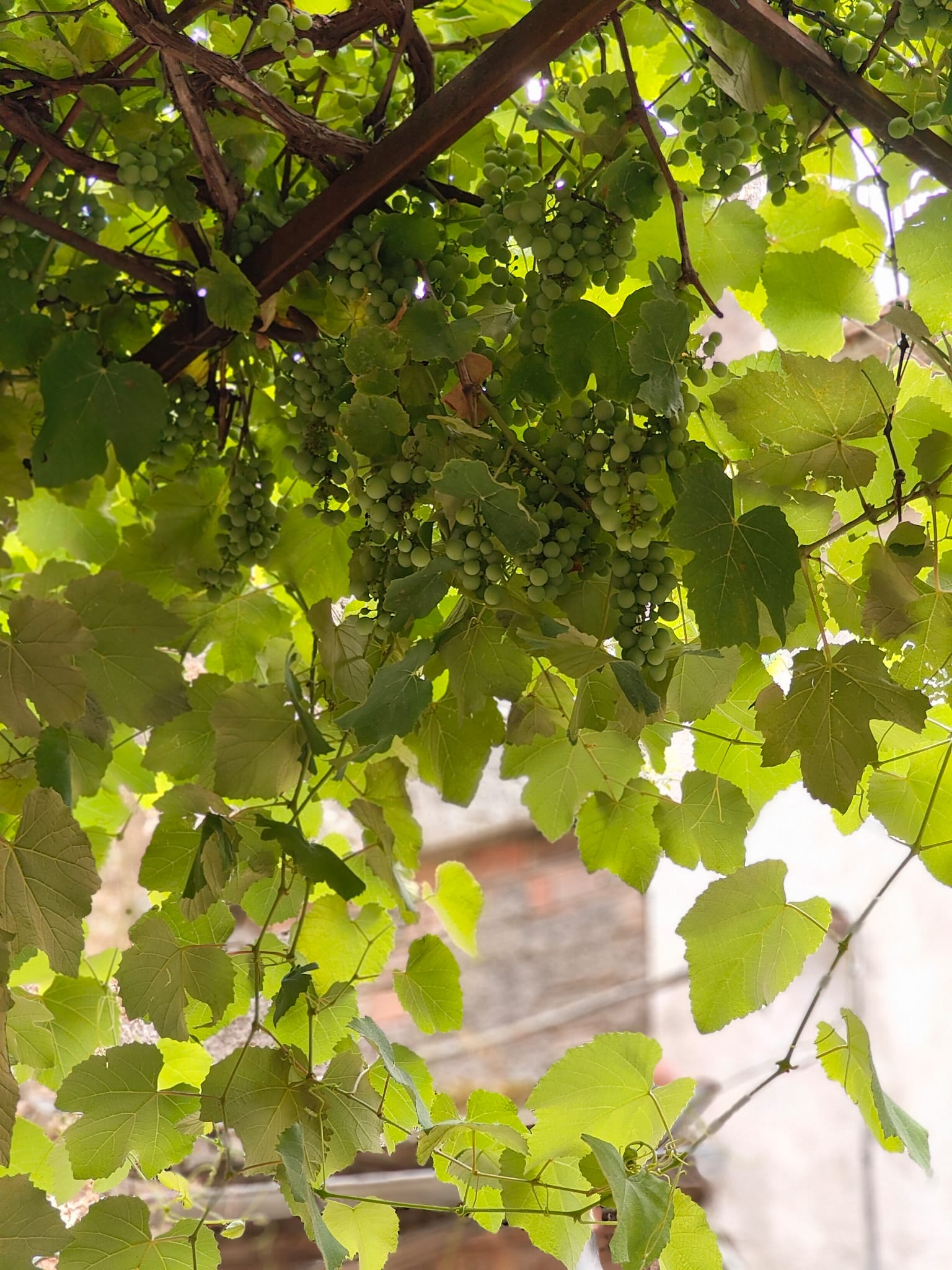 Grappoli d’uva verde e foglie illuminate dalla luce