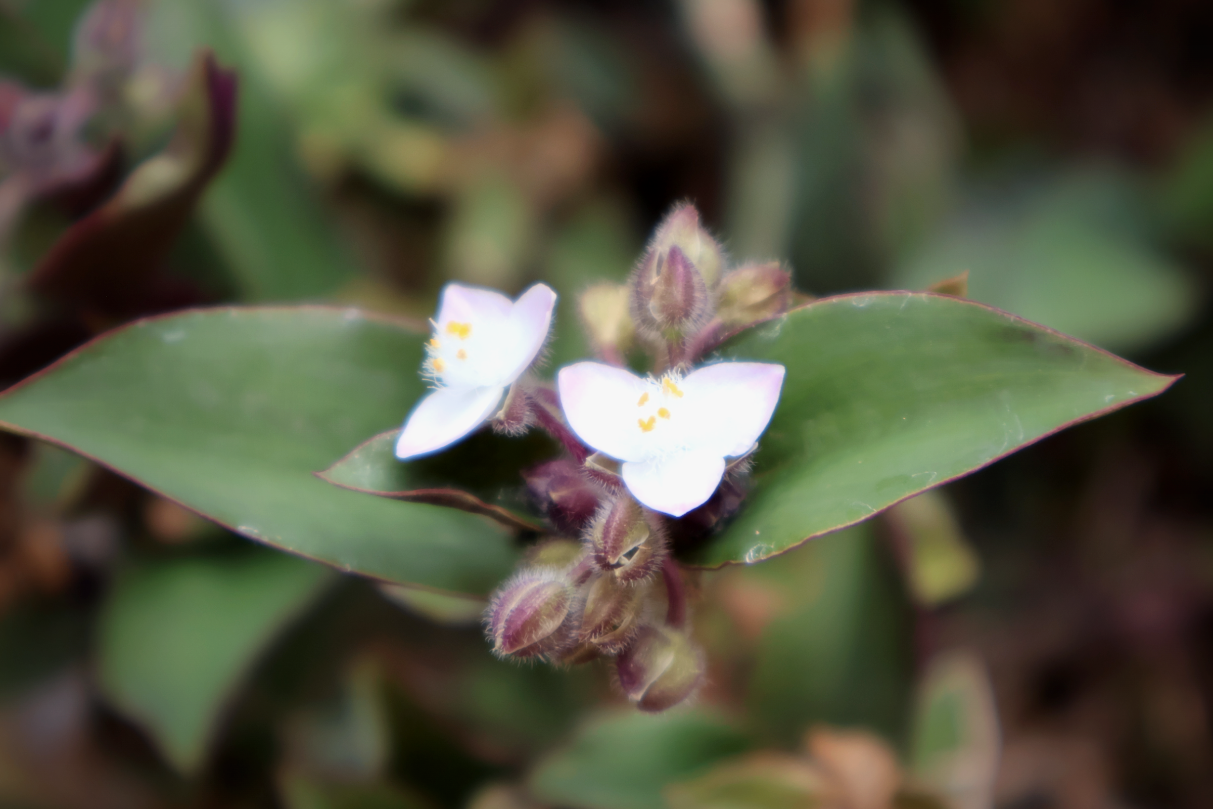 Due piccoli fiori chiari a tre petali, fra due foglie verdi larghe