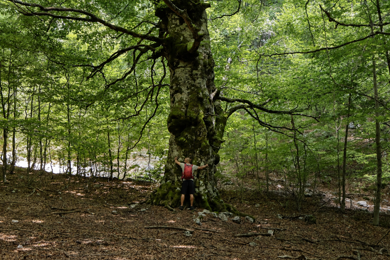 Una persona con uno zaino rosso abbraccia un grande albero nel bosco