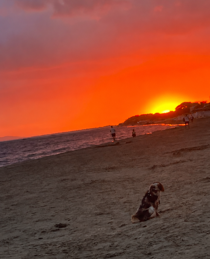 Un cane seduto sulla spiaggia guarda il mare al tramonto, sotto un cielo arancione e rosato
