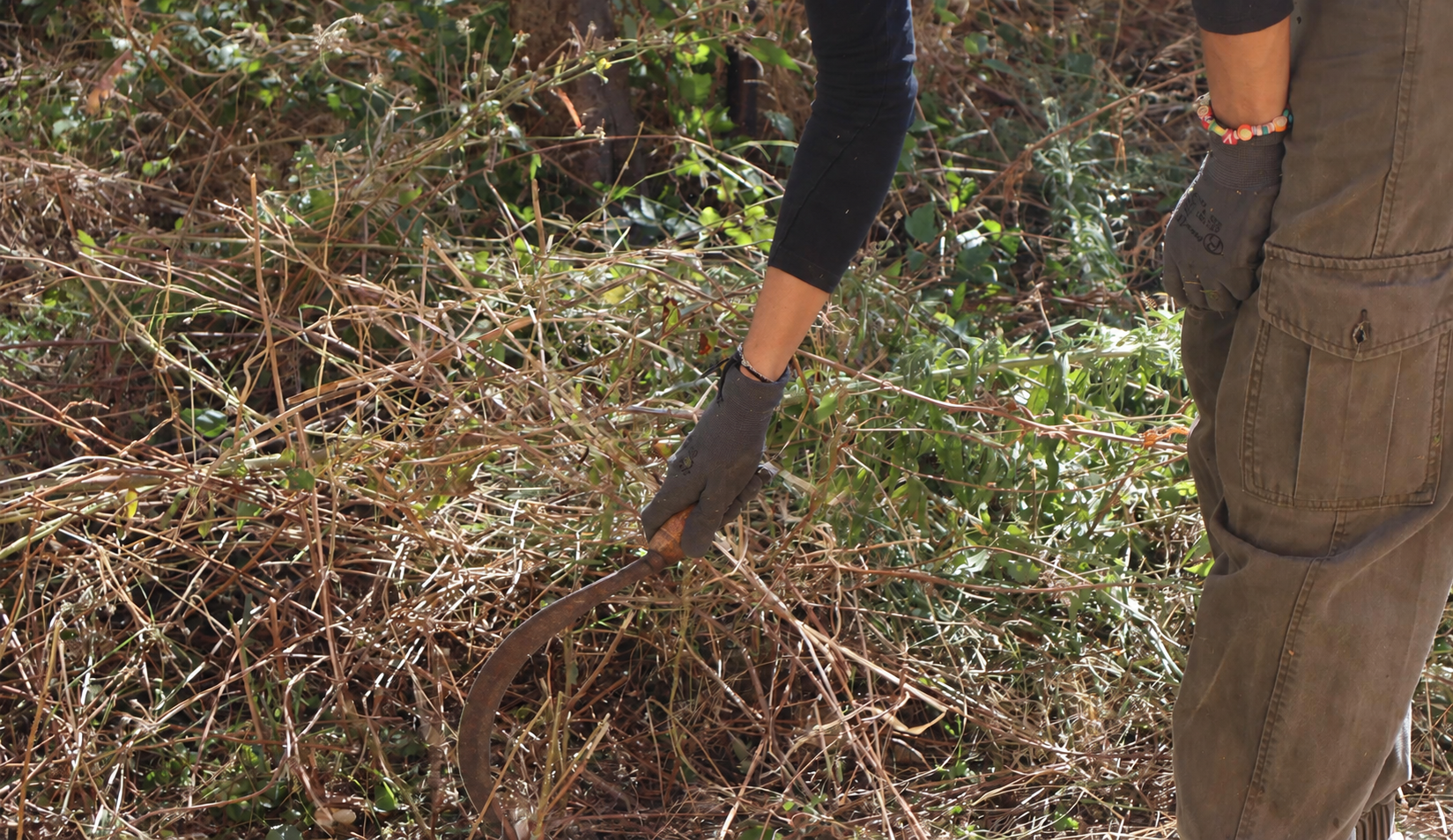 Una mano al lavoro con la falce tra le sterpaglie del giardino