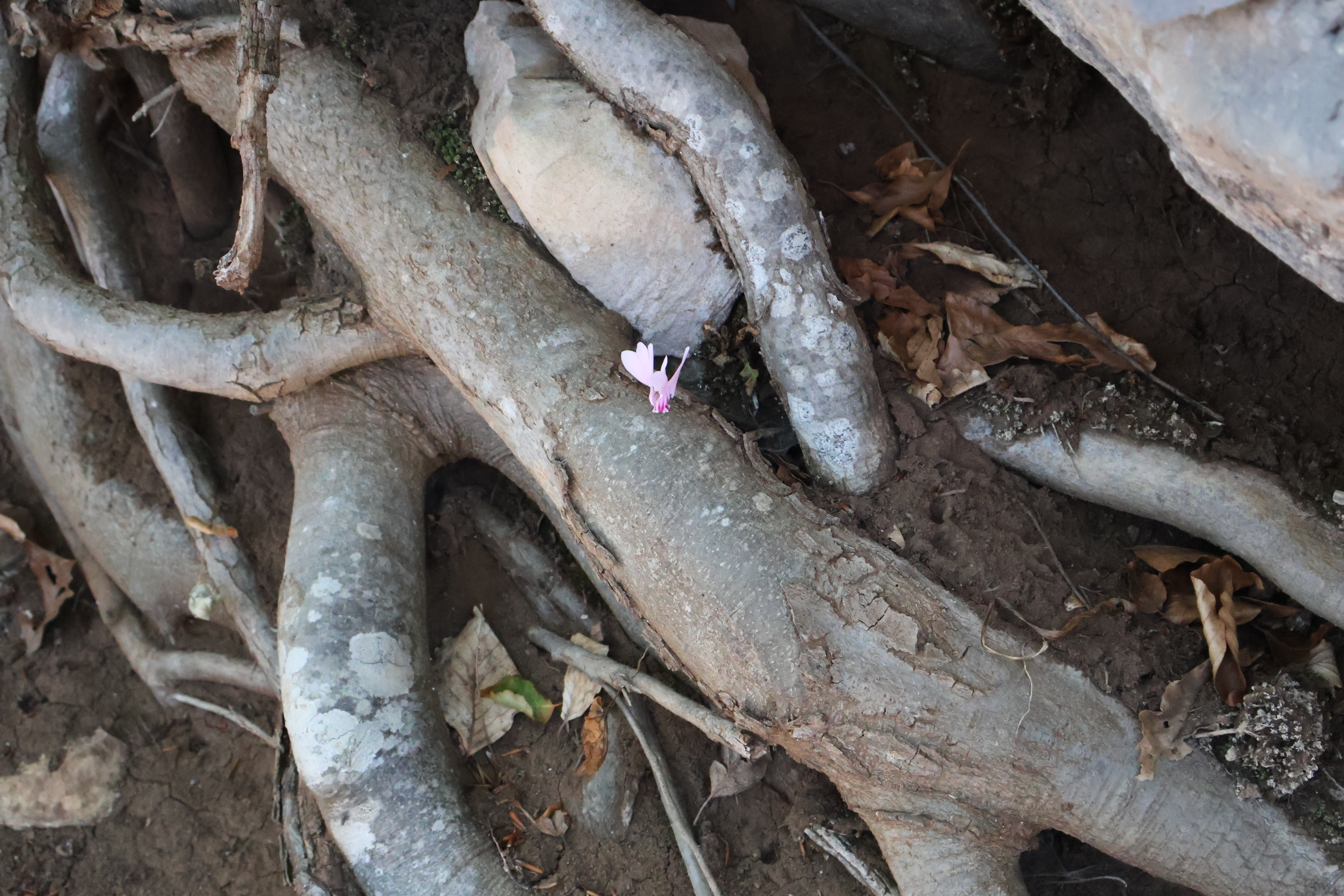 Un ciclamino tra le radici di un albero