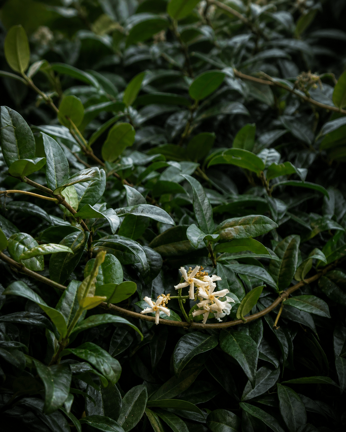 Piccoli fiori di gelsomino tra foglie verdi