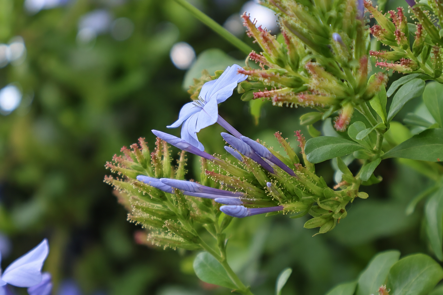 Un fiore azzurro aperto fra boccioli ancora chiusi e foglie verdi