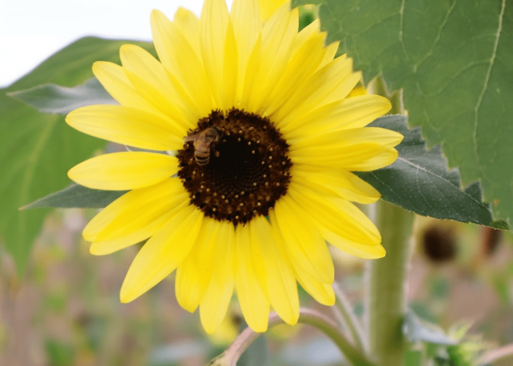 Ape al centro di un girasole giallo, circondato da grandi foglie verdi